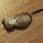 Champaign and white ferret looking up at the camera.