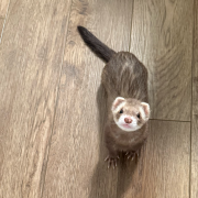 Small brown ferret with white and brown mask looking up at the camera.