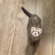 Small brown ferret with white and brown mask looking up at the camera.