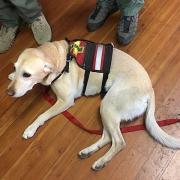 Golden search and rescue dog resting on the floor.
