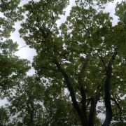 Canopy of trees with sky in the background.