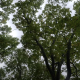 Canopy of trees with sky in the background.