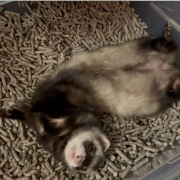 Brigid Pellets Frame