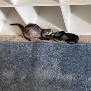 Brigid Shoe Thief Sable ferret with end of a black sandal in her mouth, dragging it to the left. Her tail is curled in a hook, pointing the direction she is moving.